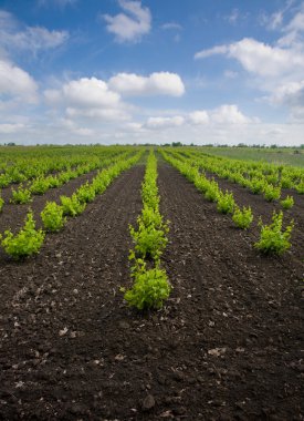 Genç üzüm bağları