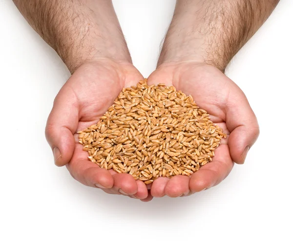 Wheat in hand — Stock Photo, Image