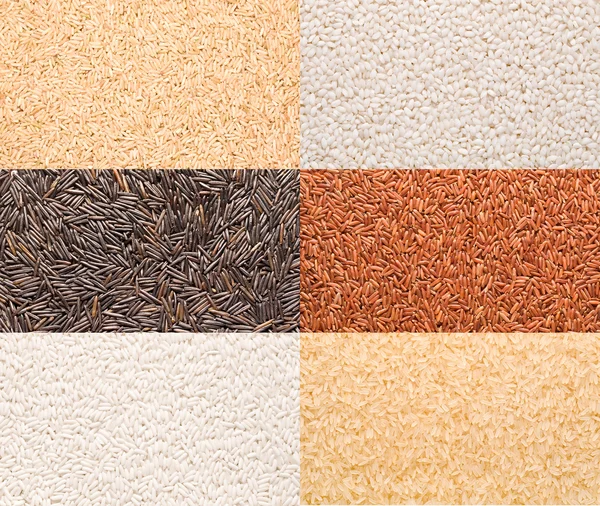 Rice variety — Stockfoto