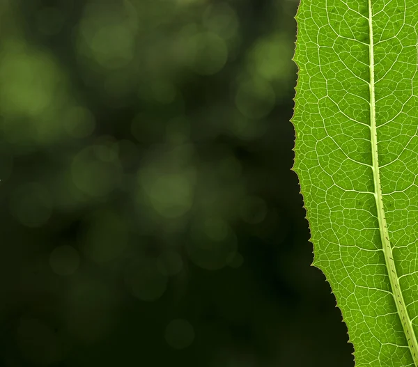 Green leaf — Stock Photo, Image