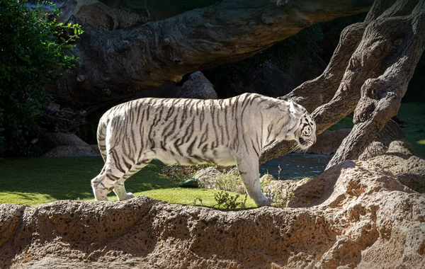 Seltener Schwarz Weiß Gestreifter Erwachsener Tiger — Stockfoto