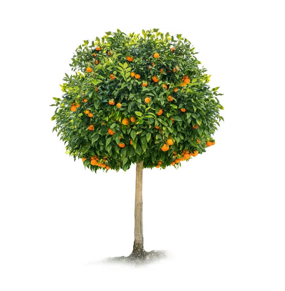 Orange Tree White Background — Stock Photo, Image