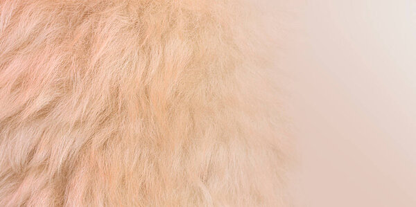 White soft wool texture background, cotton wool, light natural sheep wool, close-up texture of white fluffy fur, wool with beige tone, fur with a delicate peach tint