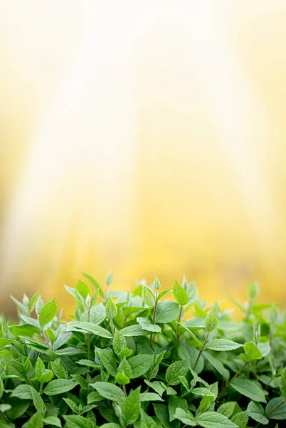 Sprouts Fresh New Greenery Golden Background Copy Space — Stock Photo, Image