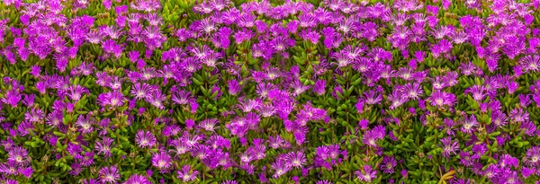 Blooming Purple Flowers Big Background — Stock Photo, Image