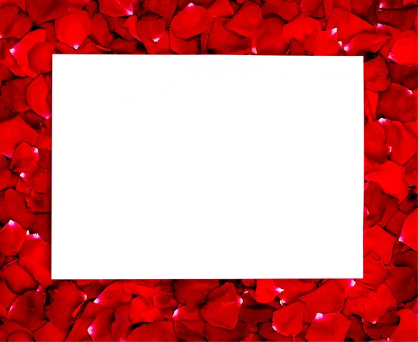 Cadre Rose Rouge Avec Espace Blanc Blanc Pour Anniversaire Concept — Photo