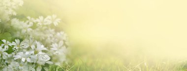 Çiçek açan, soyut bahar arkaplanı ile güzel bir bokeh ve metin için bir yer