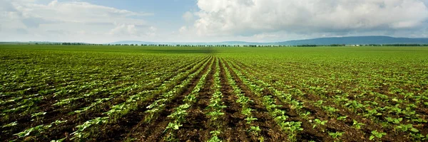 Campo Plantado Una Fila Girasoles Jóvenes Día Soleado —  Fotos de Stock