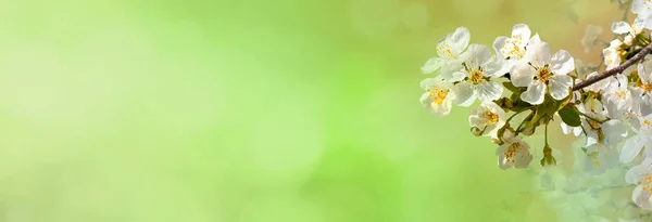 Kirschbaumblume Abstrakter Frühlingshintergrund Mit Schönem Bokeh Und Platz Für Text — Stockfoto
