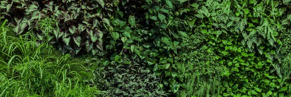 Zielone Liście Tła Lub Ściany Naturalnie Tekstury — Zdjęcie stockowe