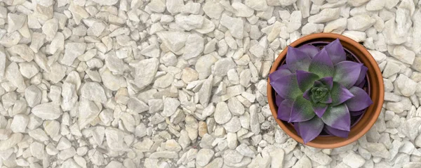 Succulent Pot Top View Background Stones Trendy Indoor Plant Gritty — Stock Photo, Image