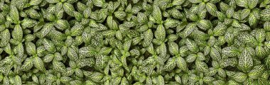 Süs bitkilerinin güzel yapraklarının soyut dokusu