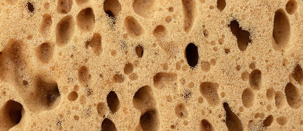 sponge texture for background. Close up