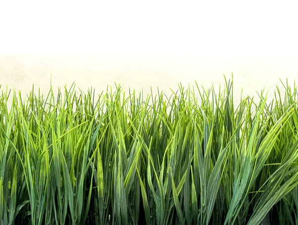 Green Ornamental Grass Close Background — Stock Photo, Image