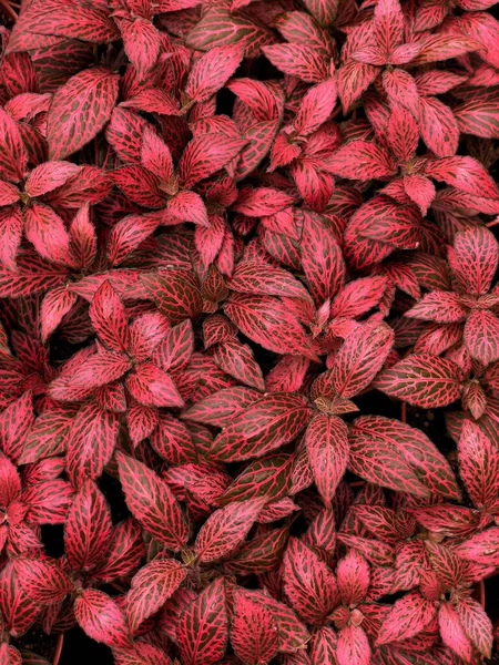 Streszczenie Tekstury Czerwonych Liści Roślin Ozdobnych — Zdjęcie stockowe