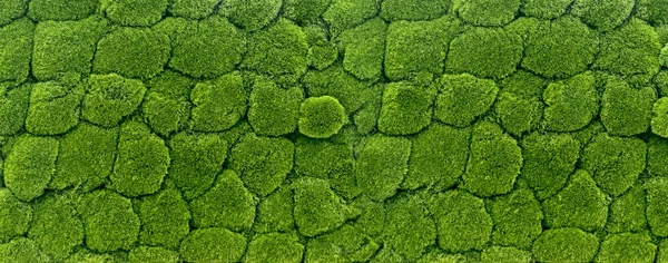 Moss Texture Dark Green Panoramic Background — Foto de Stock