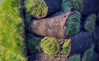 Peyzaj için bir yığın çim rulosu. Sokakta paletlerin üzerinde çimenler..