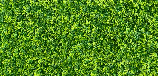 Panoramiczne Zielone Tło Liści — Zdjęcie stockowe