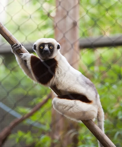Lemur kafes içinde