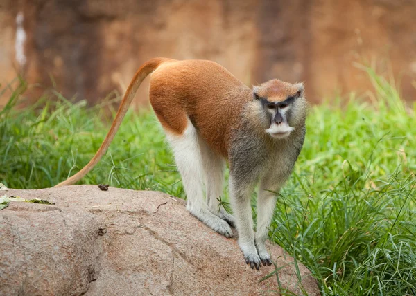 Patas monkey on a rock Stock Picture