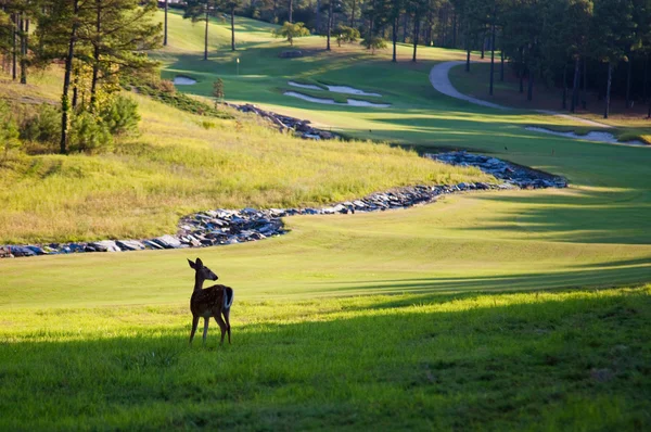 Deer op golfbaan — Stockfoto