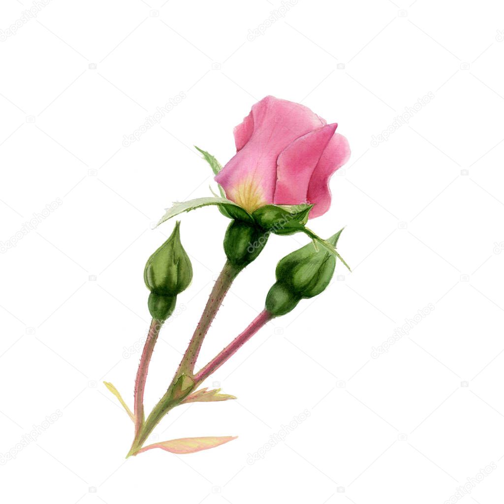 Watercolor pink rose isolated on white background