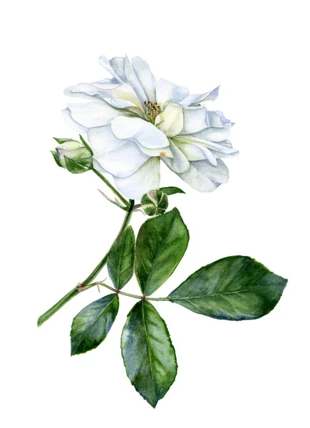 Акварель Біла Троянда Ізольована Білому Тлі — стокове фото