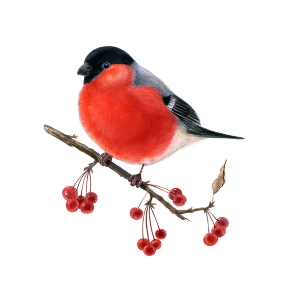 Bullfinch Een Tak Met Rode Bessen Geïsoleerd Een Witte Achtergrond — Stockfoto