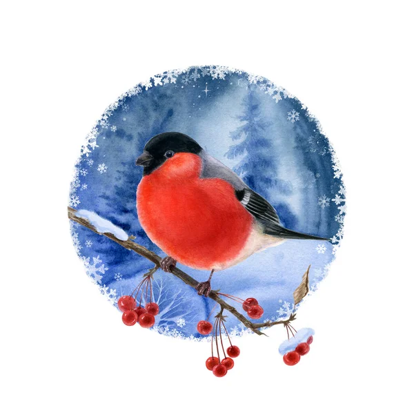 Pěnkava Větvi Červenými Bobulemi Zimním Pozadí Obrázek Barvy Akvarelu — Stock fotografie