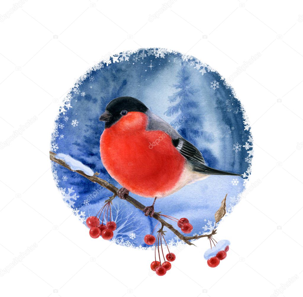 Bullfinch on a branch with red berries on a winter background. Watercolor illustration .