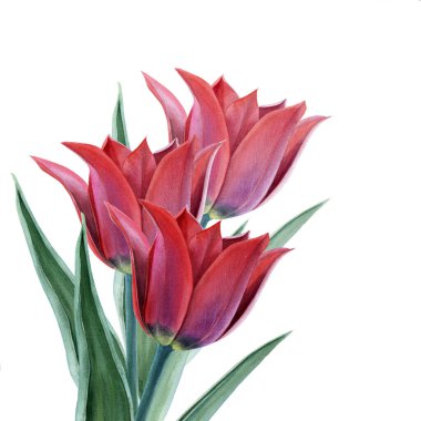 Three red watercolor tulips on white background. Watercolor illustration.