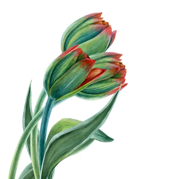 Three Green Tulips White Background Watercolor Illustration — стоковое фото