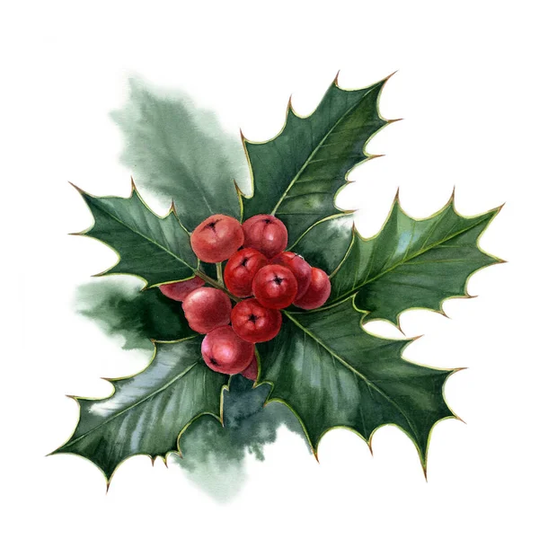 Holly Red Berries White Background Watercolor Illustration — ストック写真