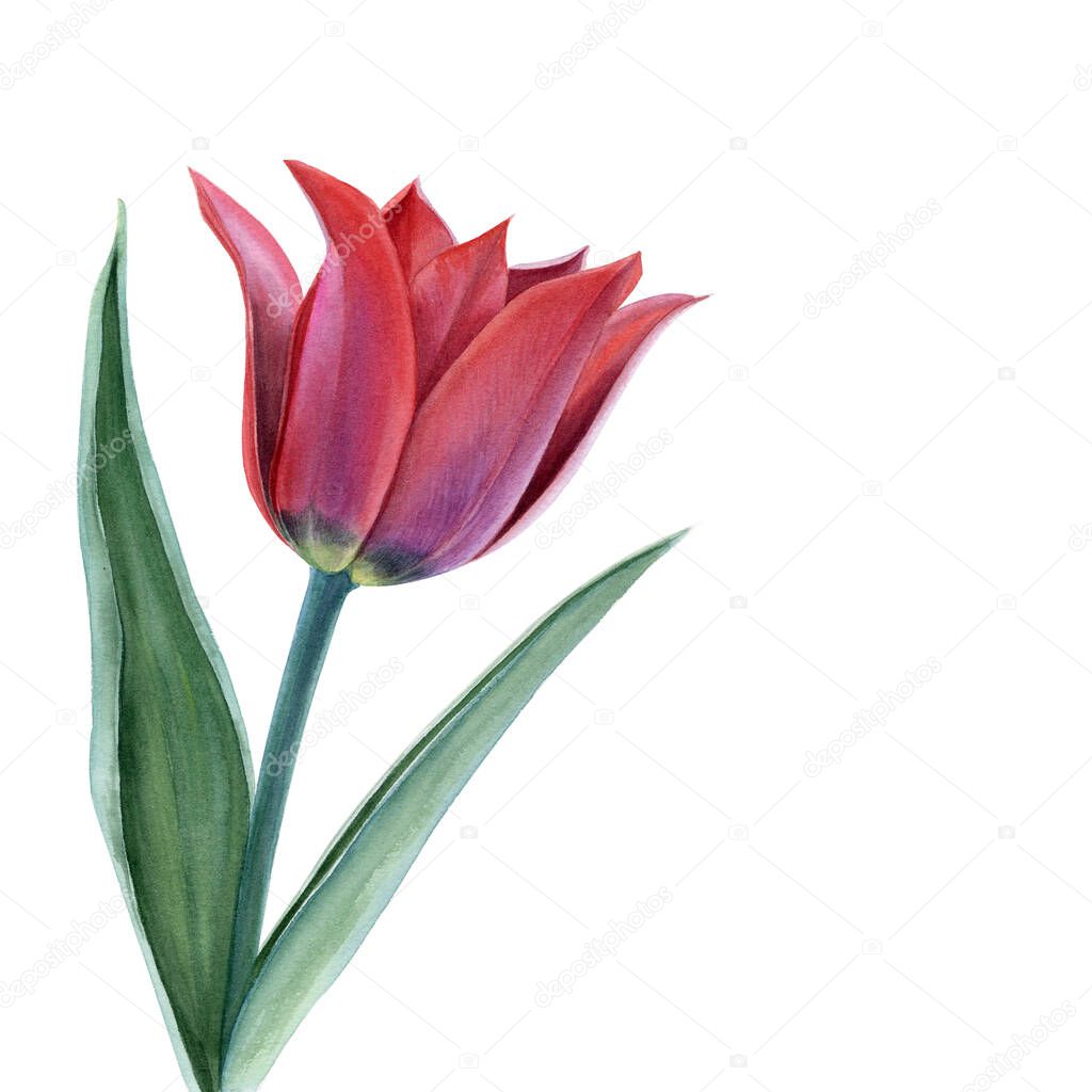 Three red watercolor tulips on white background. Botanical illustration.