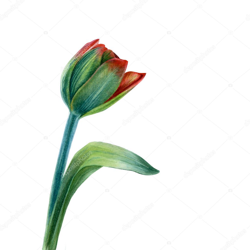 Green watercolor tulips on white background. Botanical illustration.