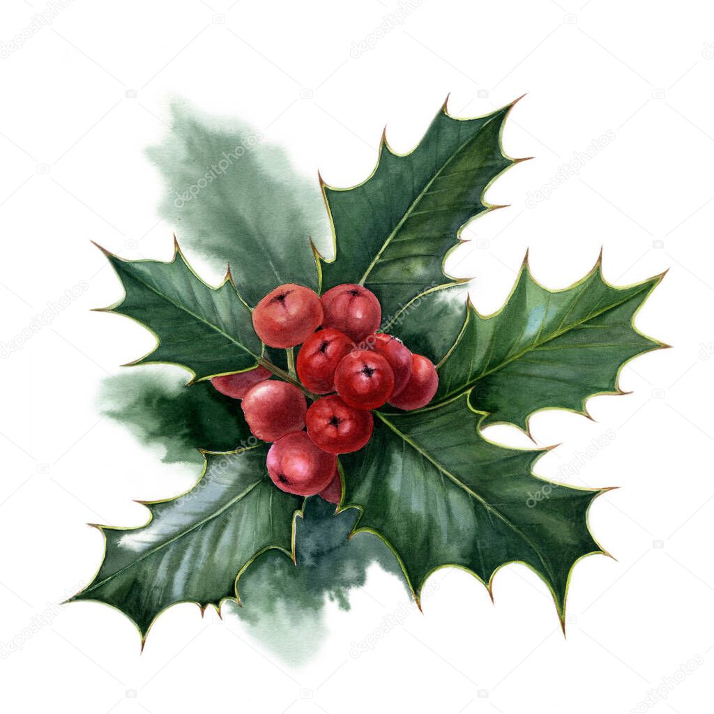 Holly with red berries on a white background. Watercolor illustration.