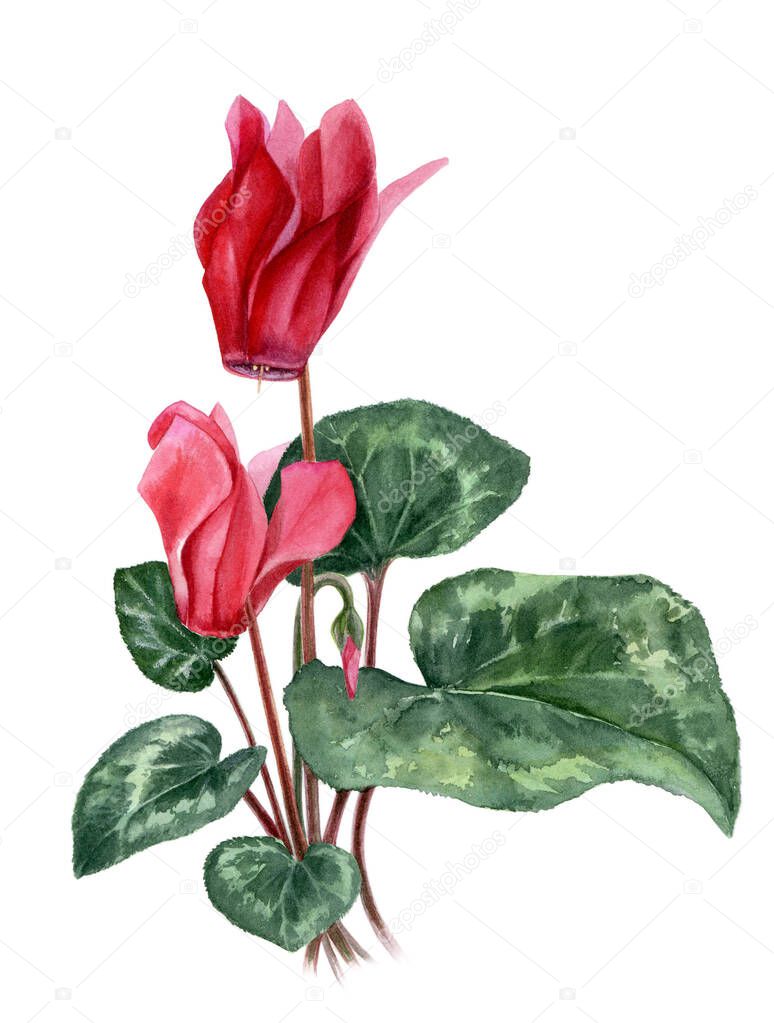 Lilac cyclamen on a white background. Watercolor illustration.