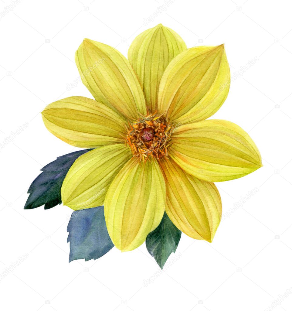 Yellow dahlia isolated on white background. Watercolor illustration.
