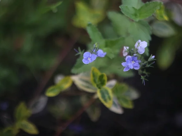 Close-up shot of forget-me-not flower — Stock Photo, Image