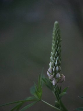 Koyu yeşil arka planda mor lupin.