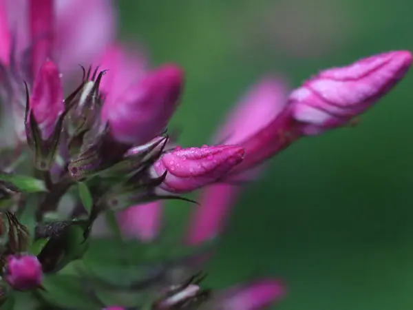 Крупный план фиолетового цветка — стоковое фото