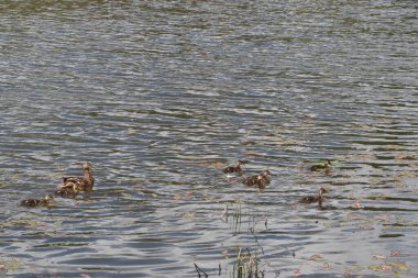 Ördekler ve ördekler gölette yüzerler.
