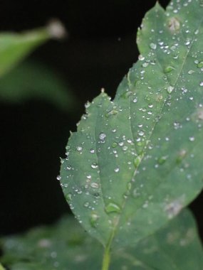 Su damlacıkları ile yeşil yaprak