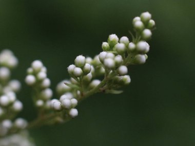 Bulanık yeşil arkaplanda beyaz tomurcuklar