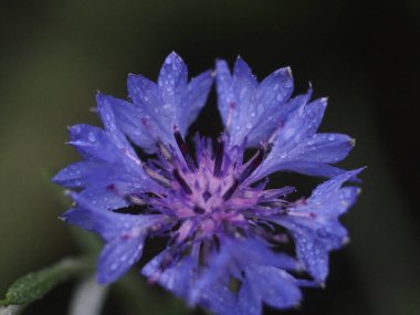 Bir çiçeğe yakın çekim