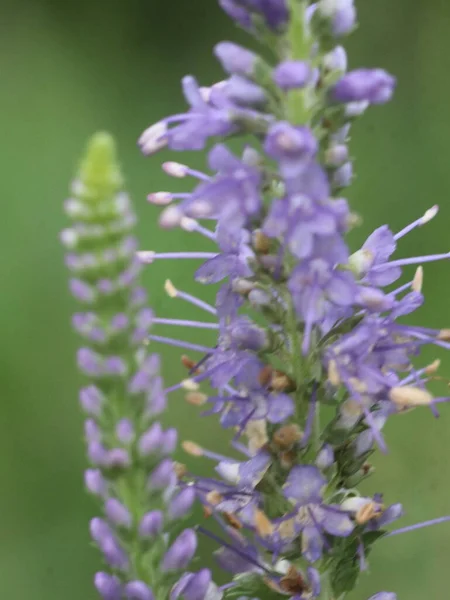 Lila Lupine auf unscharfem grünem Hintergrund — Stockfoto