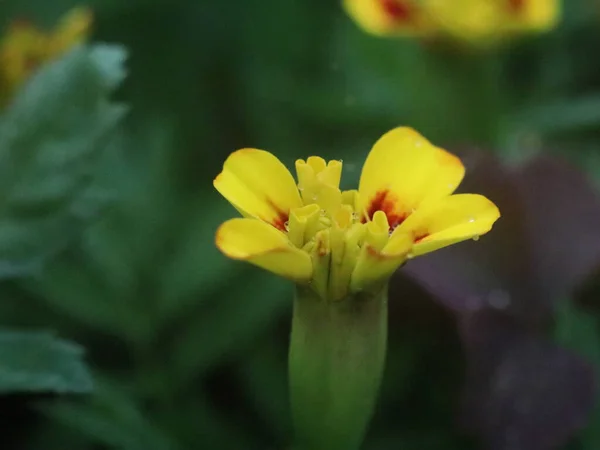 Primer plano de una flor roja y amarilla —  Fotos de Stock