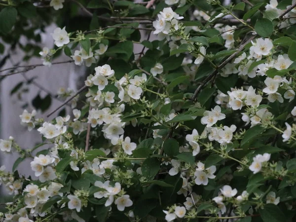 Gröna snår av vita blommor — Stockfoto