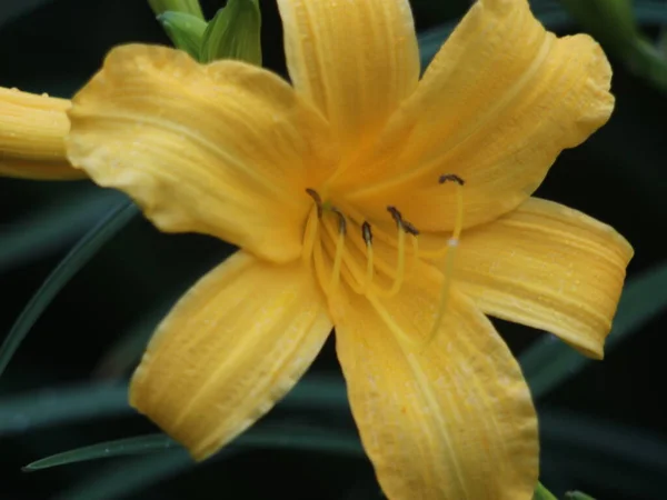 Retrato de close-up de um daylily amarelo — Fotografia de Stock