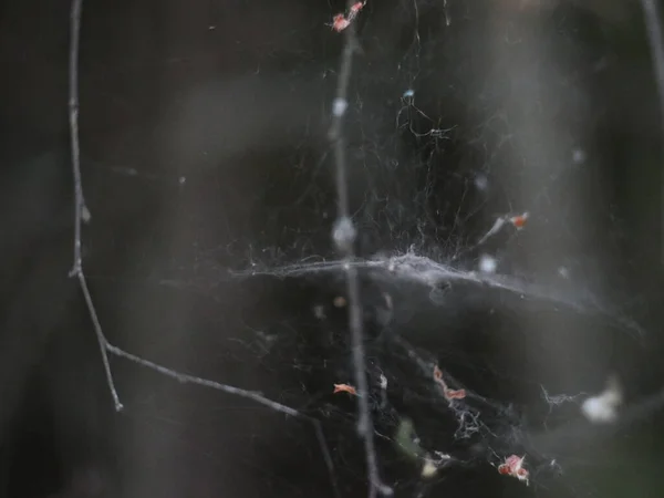 Toile d'araignée entre branches sur un fond sombre — Photo